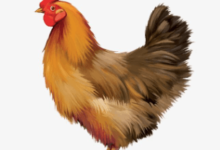 Clipart:1oifb4uv1r0= Chicken