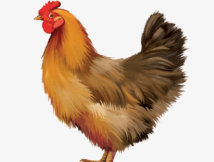 Clipart:1oifb4uv1r0= Chicken