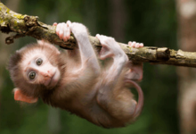 Cute:5z4wl1yzvwq= Monkeys