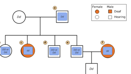 Learning Through Art: Human Pedigree Analysis