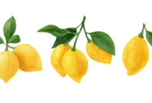 Clipart:84kexvie_4c= Lemons