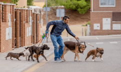 Dog Walking Services: Ensuring Your Dog Gets the Exercise It Needs