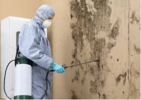 Mold Remediation: Protecting Your Home From Hidden Hazards