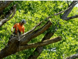 Tree Removal Services: When and Why You Should Hire a Professional