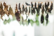 ljrcbyu s developmental influence evolution