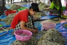 market impact of luciyalowe